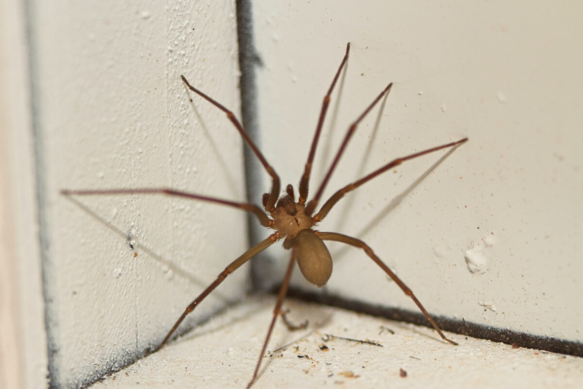 10 Brown Recluse Spider Range Facts To Know