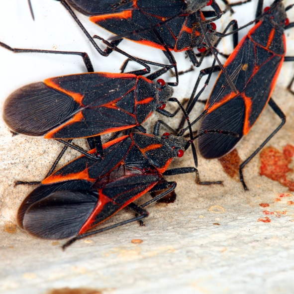 12 Box Elder Bugs Tips To Prevent Infestation