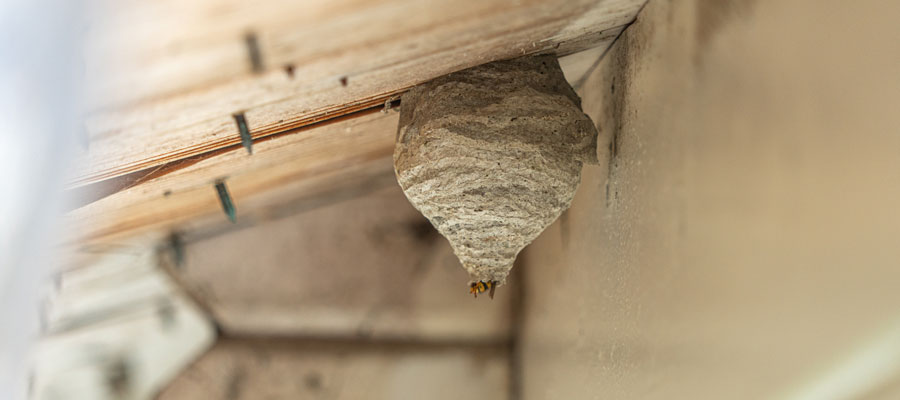 7 Red Striped Wasp Identification Tips