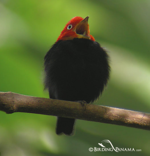8 Red Capped Manakin Secrets To Improve Sightings 8 Red Capped Manakin Secrets To Improve Sightings
