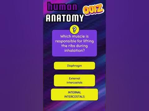 Anatomy Difficulty Hard Triviatime Trivia Triviagame Nursing Anatomytrivia Highschool Anatomy Difficulty Hard Triviatime Trivia Triviagame Nursing Anatomytrivia Highschool