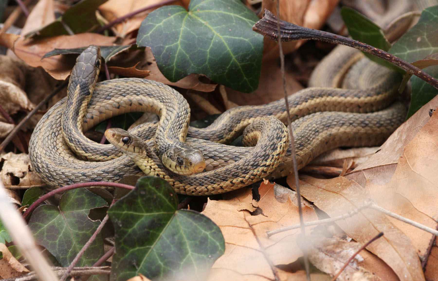 Are Snakes Reptiles