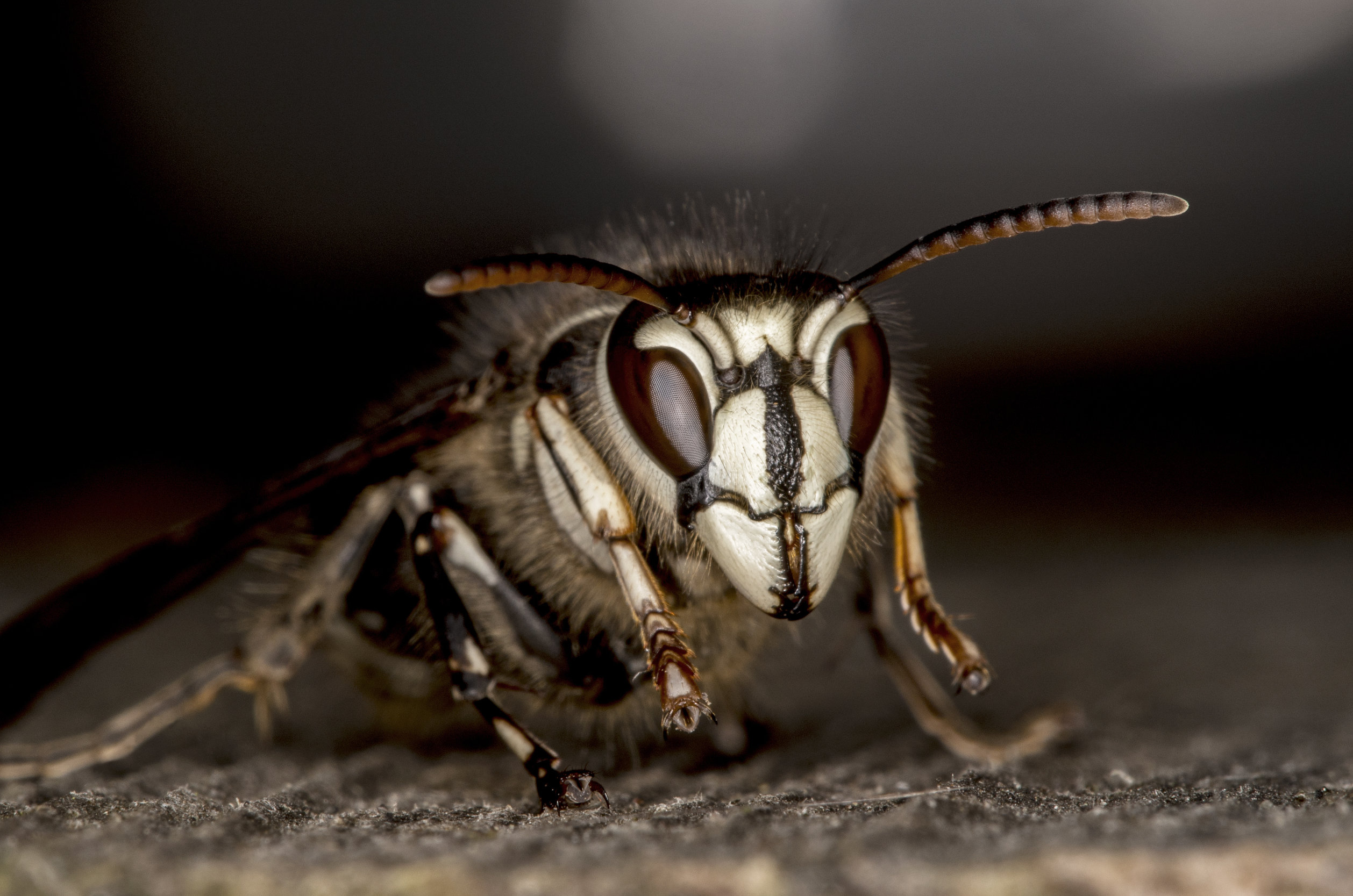 Bald Faced Hornets