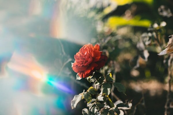 Berkeley Psychic Institute Insights