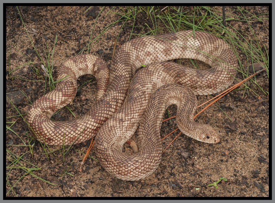 Central Florida Snakes Pictures: Know Your Backyard Slithers