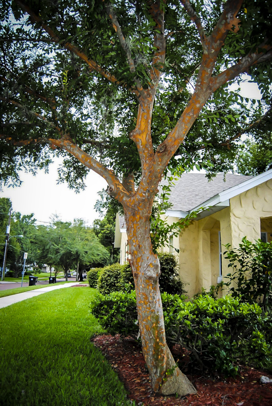 Chinese Elm Tree Growth Rate Chinese Elm Tree Growth Rate