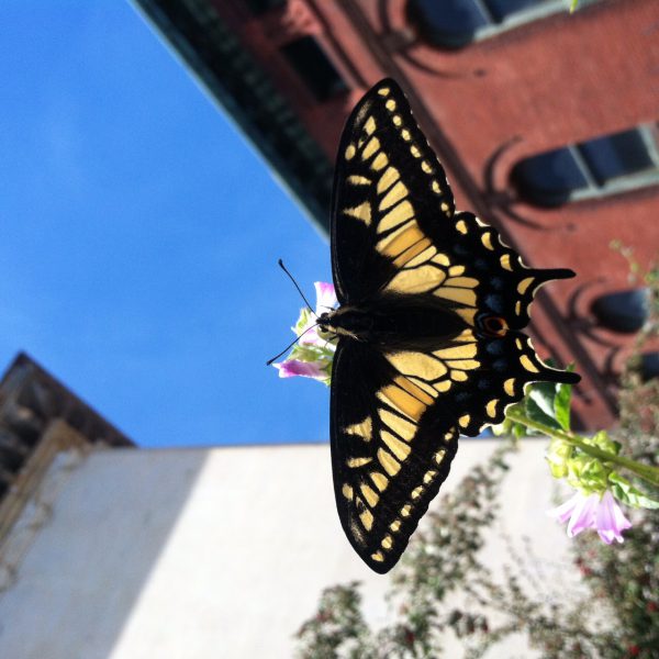 5 Ecology Jobs SF
