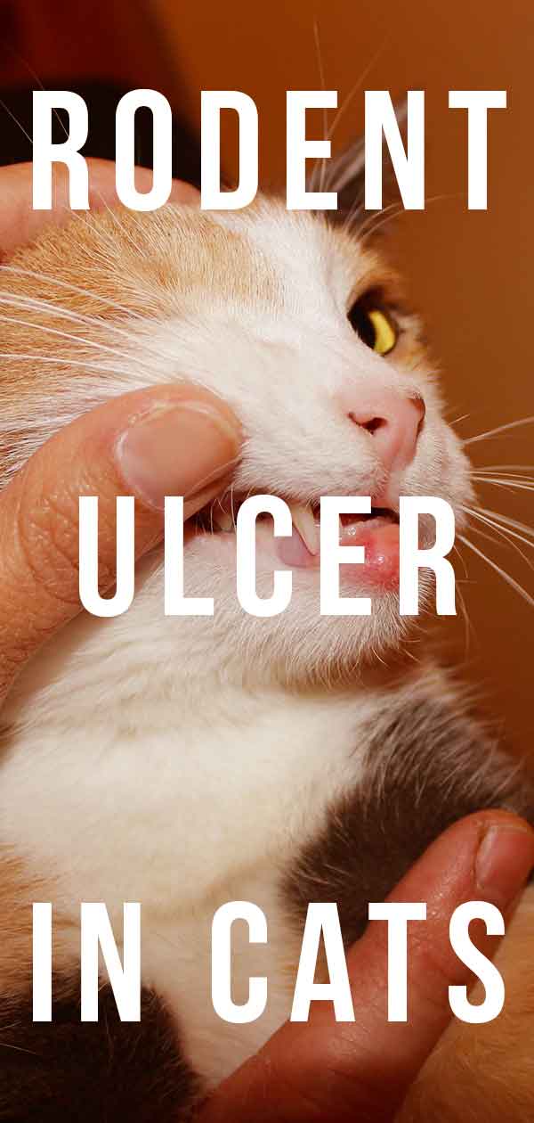 Eosinophilic Ulcer Cat Eosinophilic Ulcer Cat