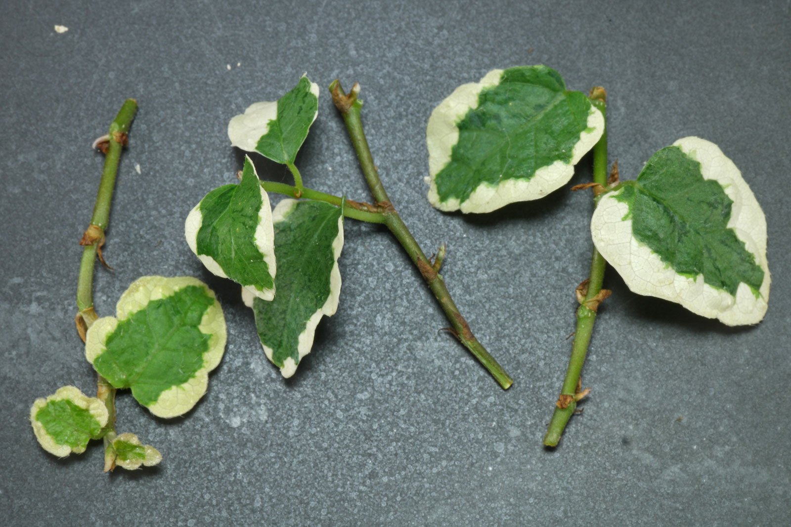 Ficus Pumila Growth Rate Ficus Pumila Growth Rate