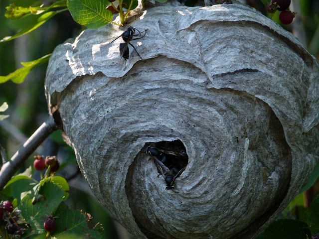 Great Black Wasp Nest