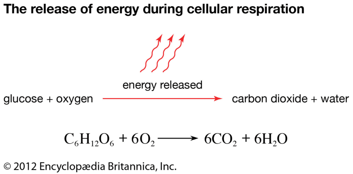 How Does Chemical Formula Work? Respiration Made Easy How Does Chemical Formula Work? Respiration Made Easy