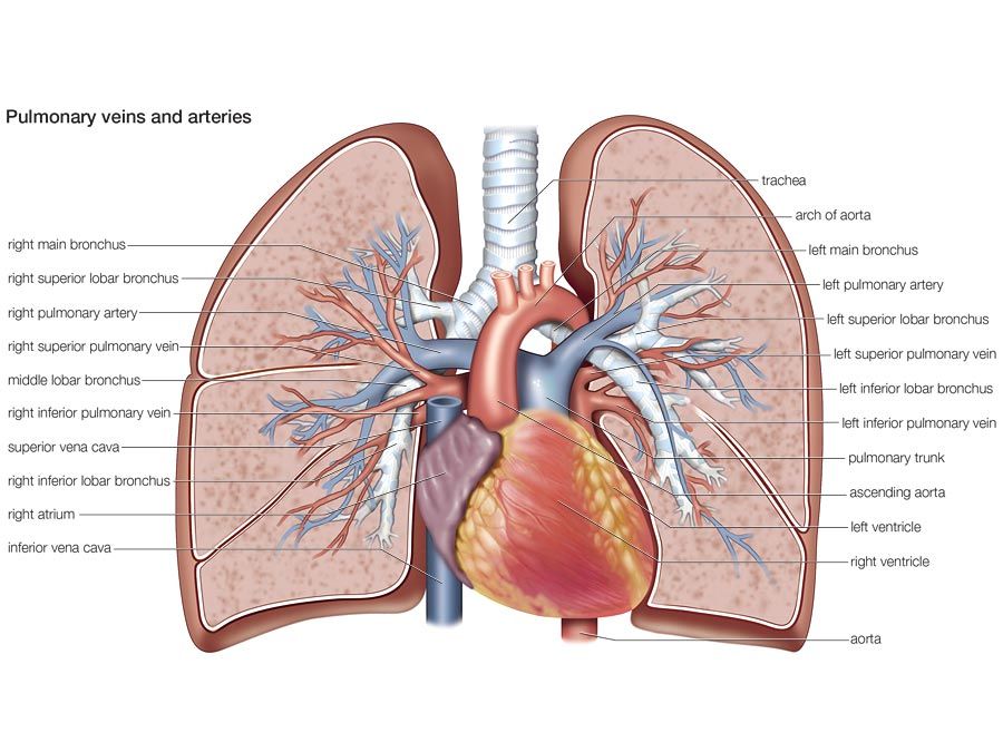 Anatomy Difficulty Explained Anatomy Difficulty Explained
