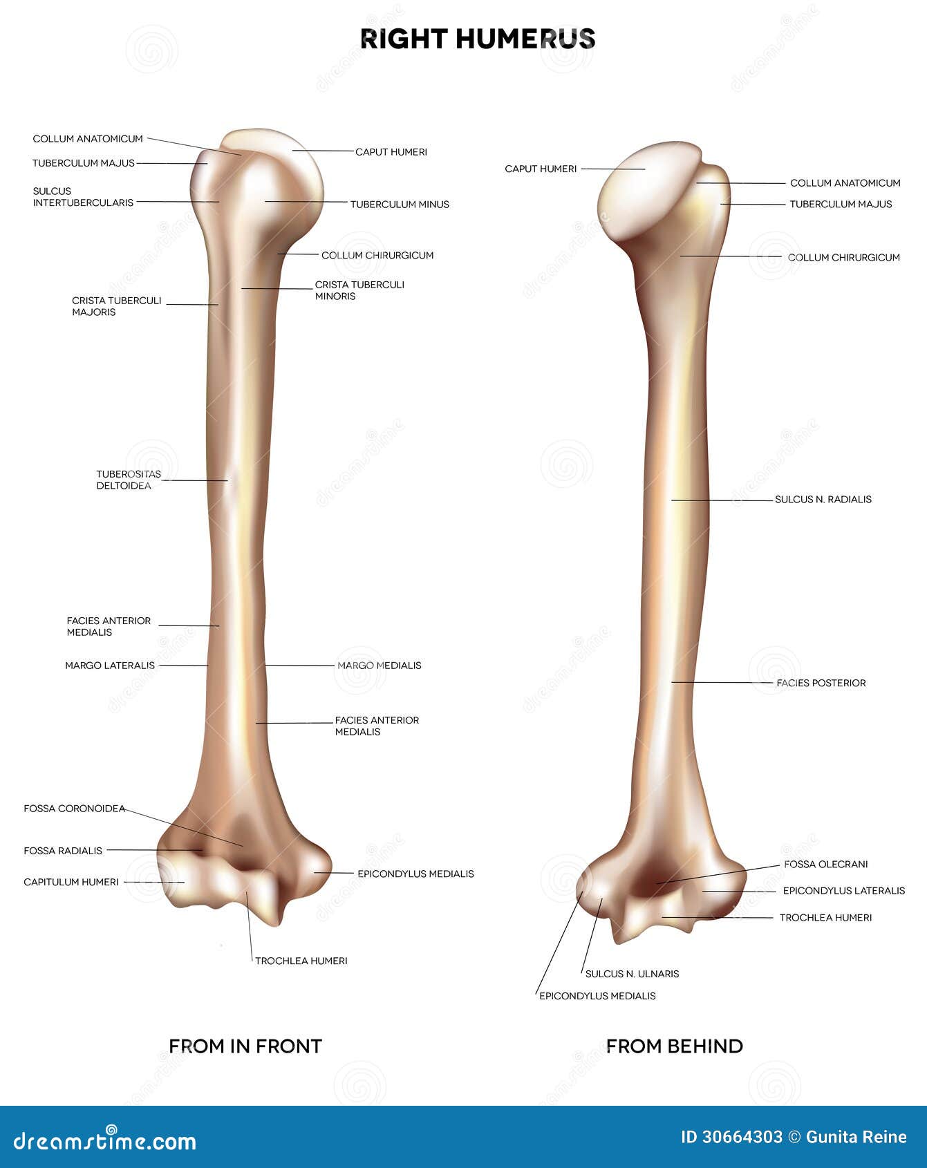 Latin Word For Bone: Medical Terms Unlocked Latin Word For Bone: Medical Terms Unlocked