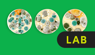 Microbiology Lab Online Courses