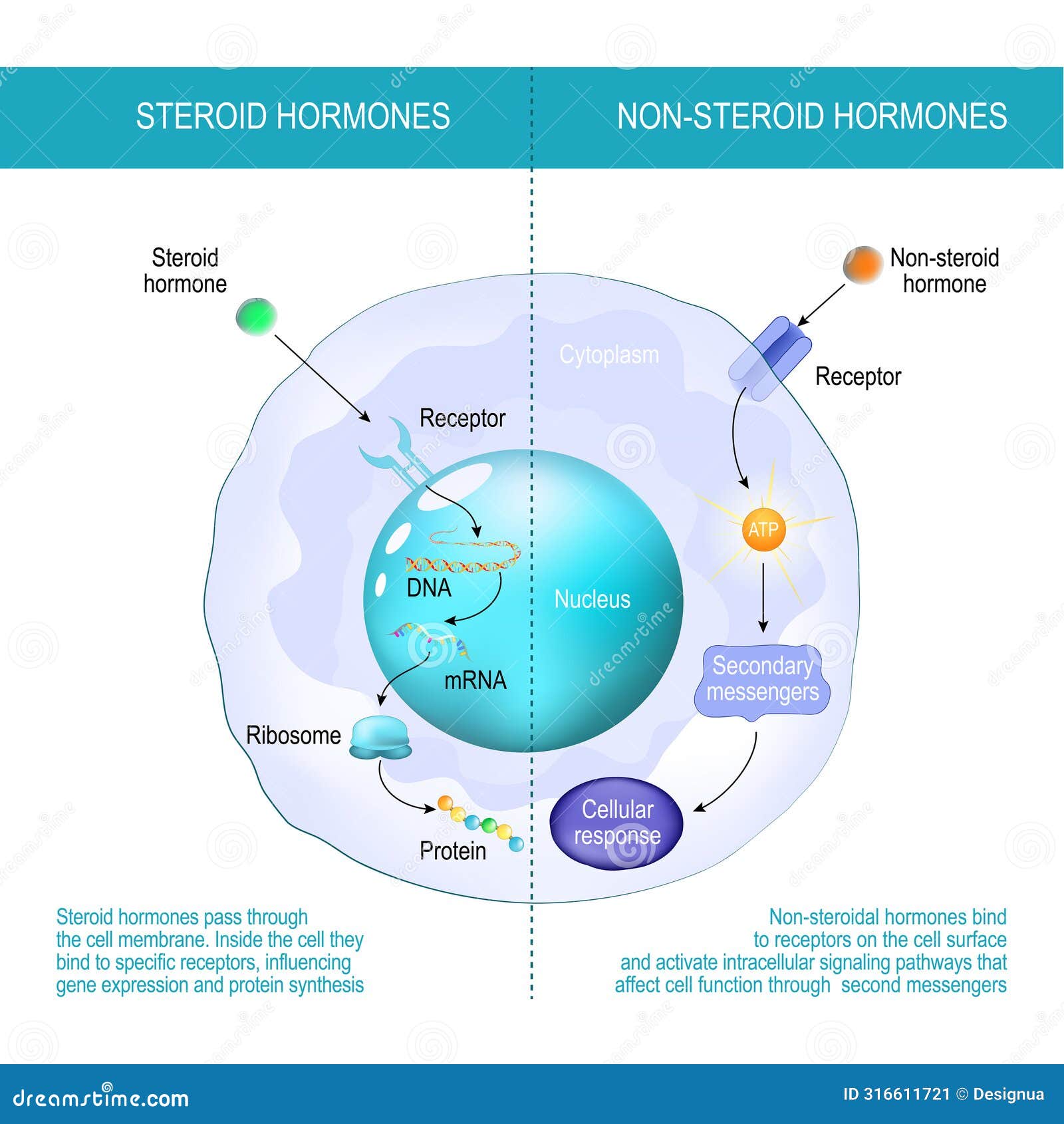 Non Steroid Hormones Explained