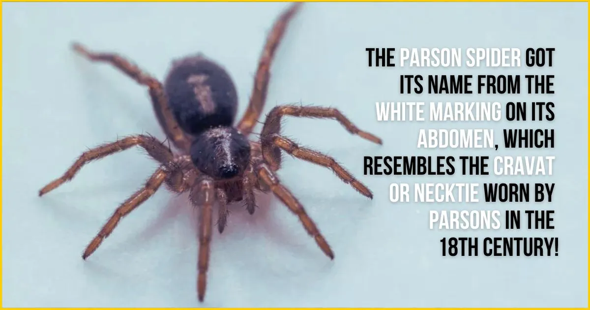 Parson Spider Bite Guide: Safety Tips Parson Spider Bite Guide: Safety Tips