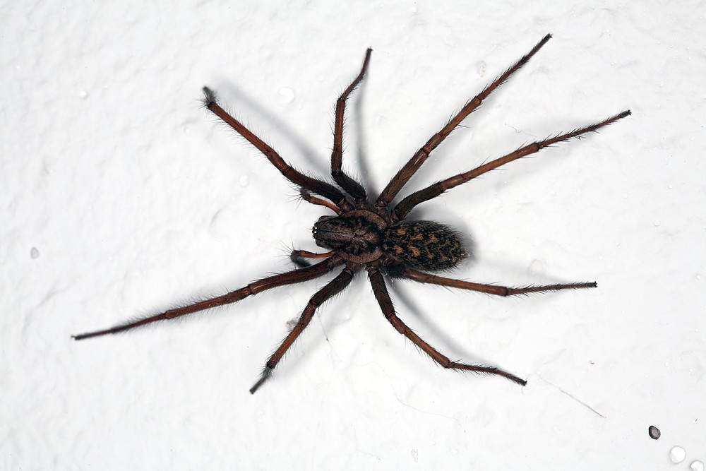 Parson Spider Poisonous