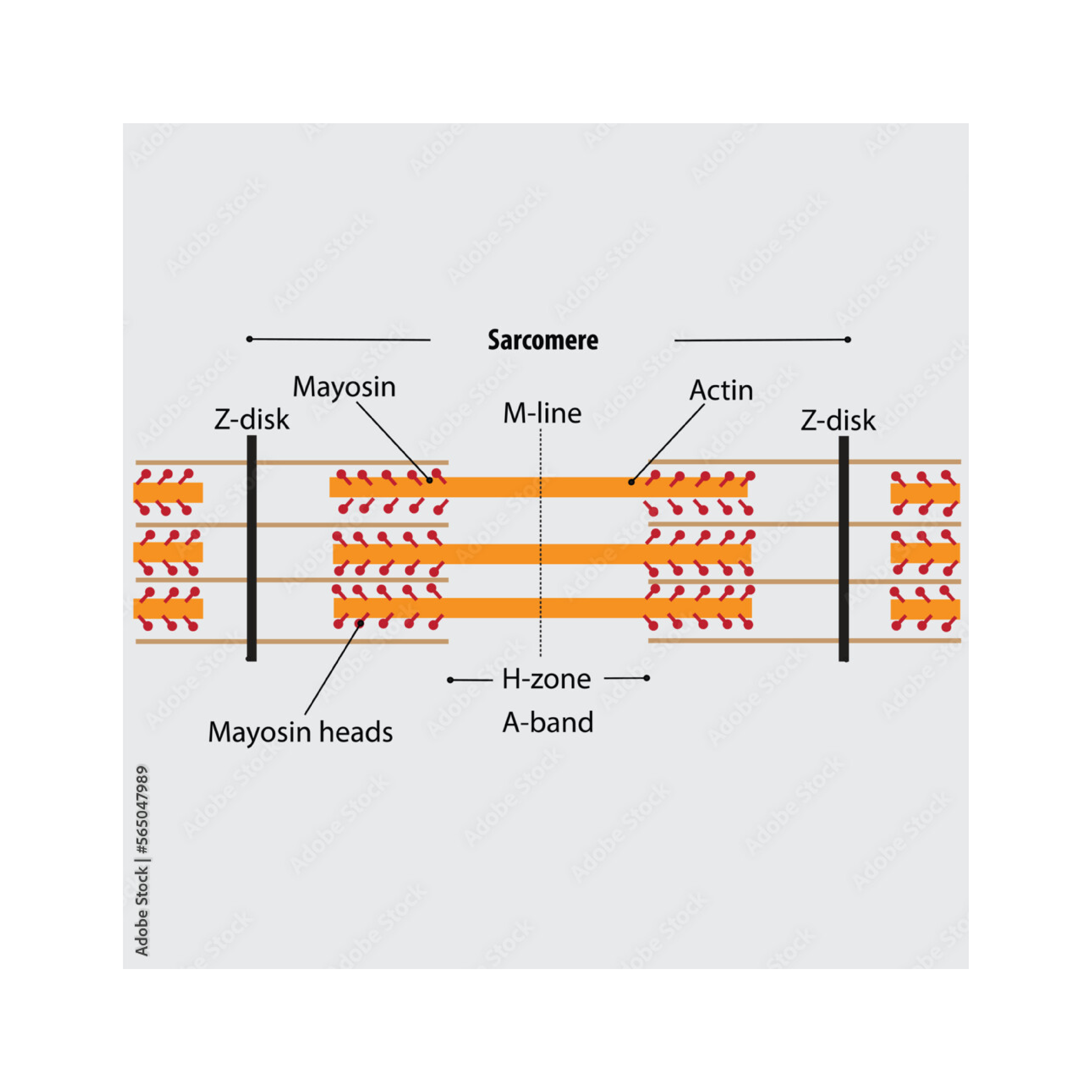 5 Sarcomere Drawing Tips