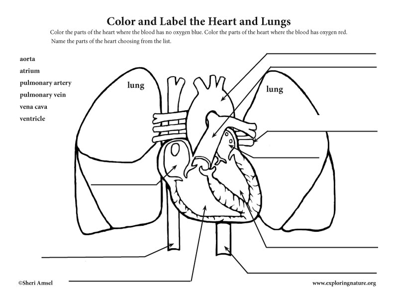 The Heart Is Blank To The Lungs