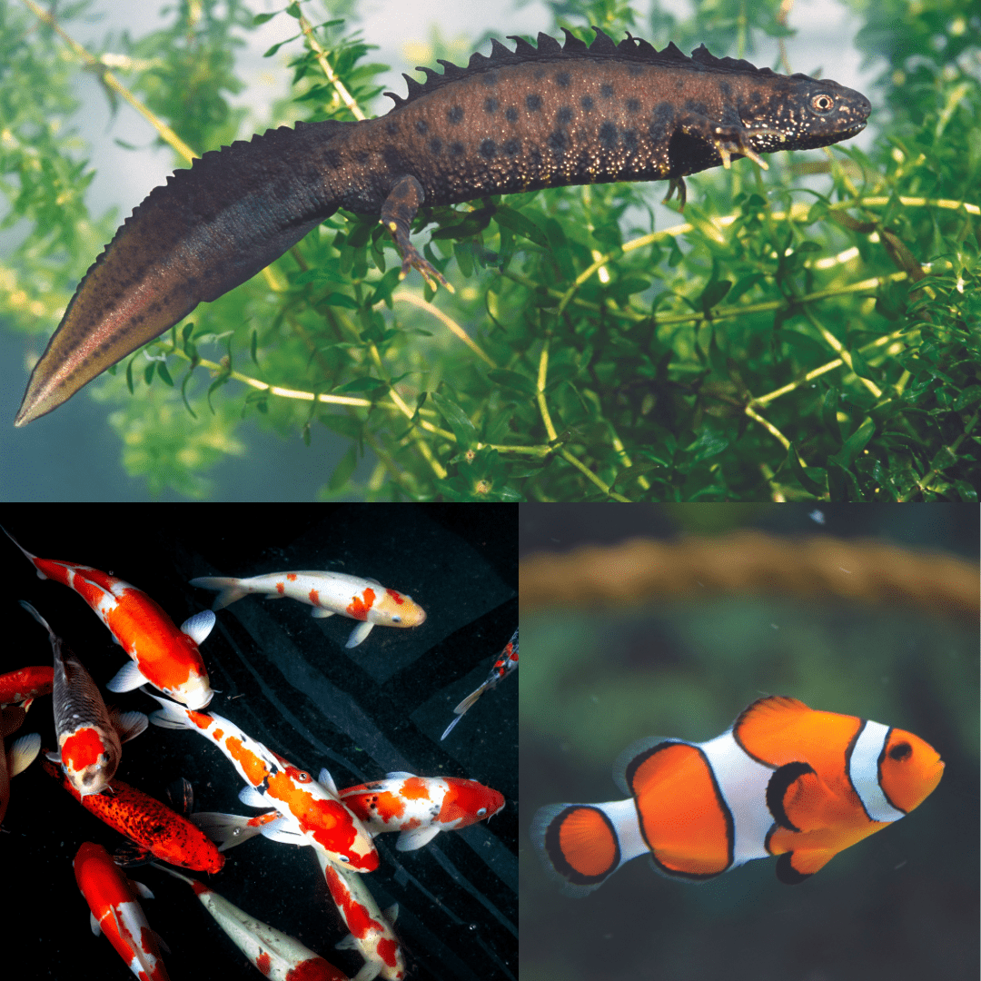 What Are Fish, Amphibians? Get The Answer