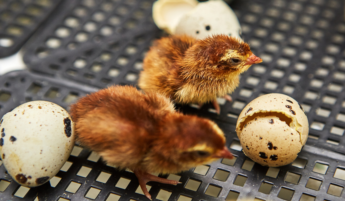 What Do Quails Eat? Nutrition Guide