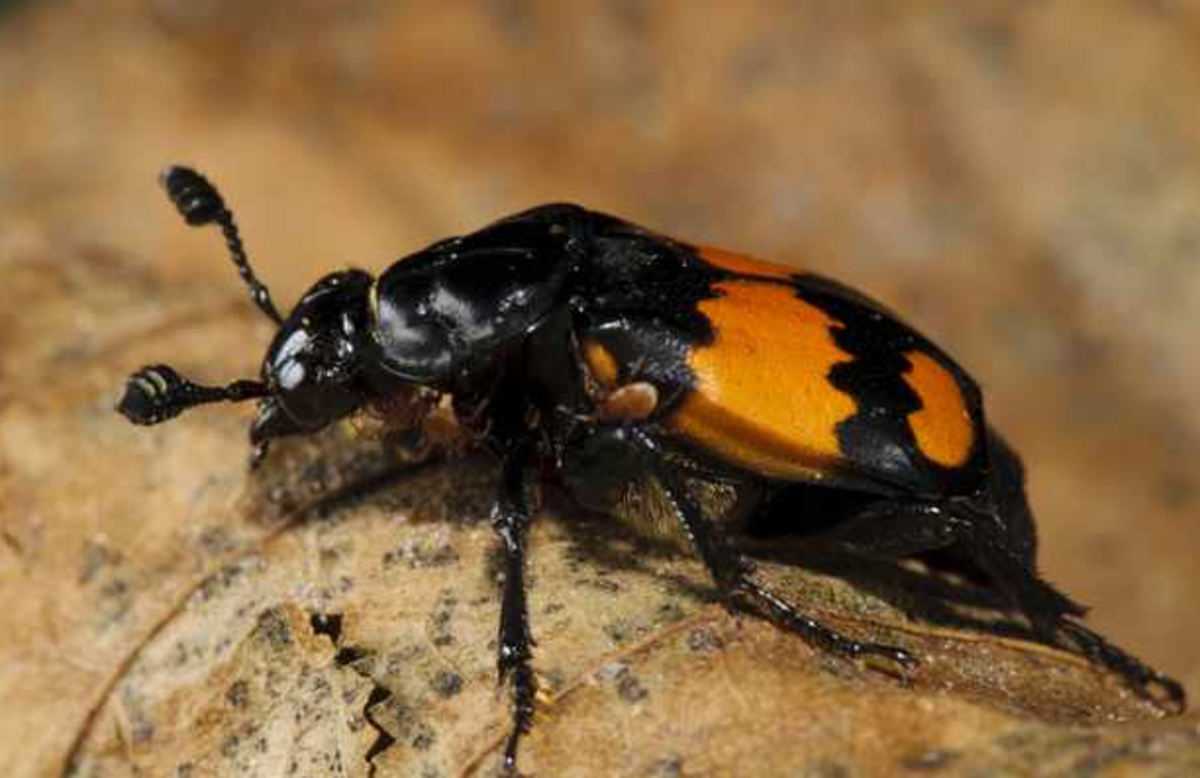 What Is Little Red Beetle? Identification Guide