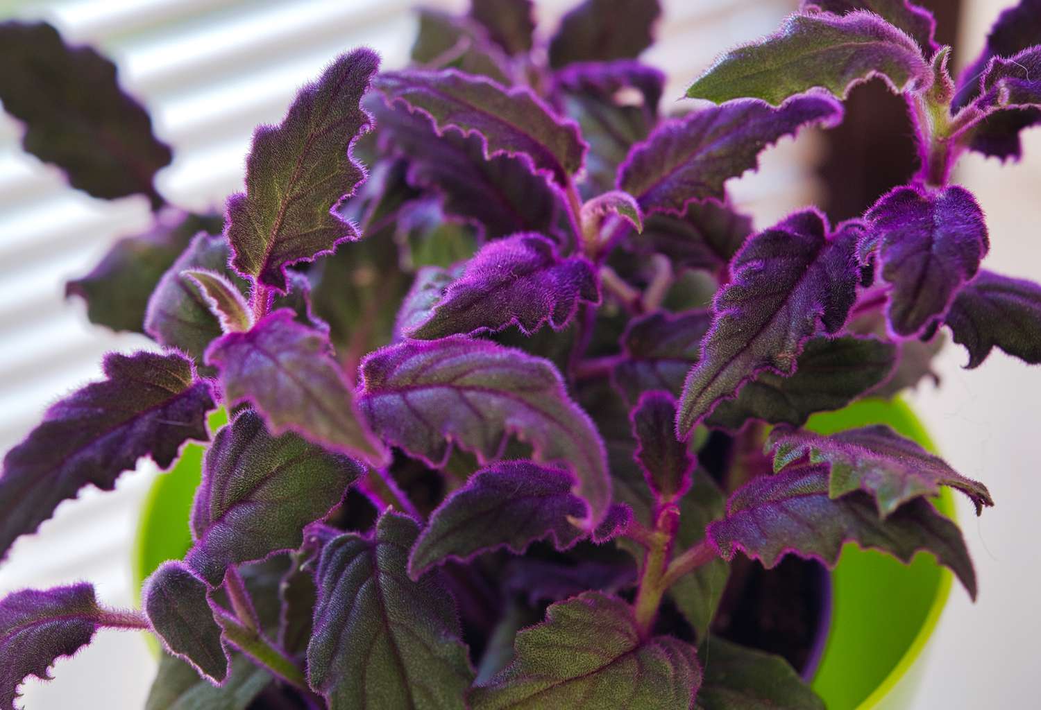 What Is Purple Passion Flower Native Range? Growing Guide