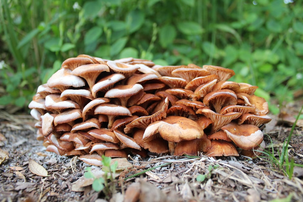 White Mushroom: Identification Guide